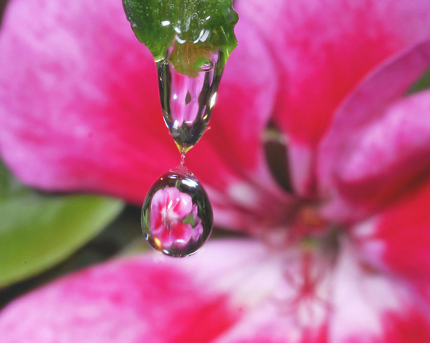 Sfocato......nitido?.....ambedue.....